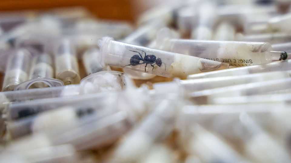 走私犯为何盯上肯尼亚的蚂蚁